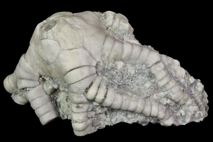 Bargain, Barycrinus Crinoid Fossil - Crawfordsville, Indiana #68486